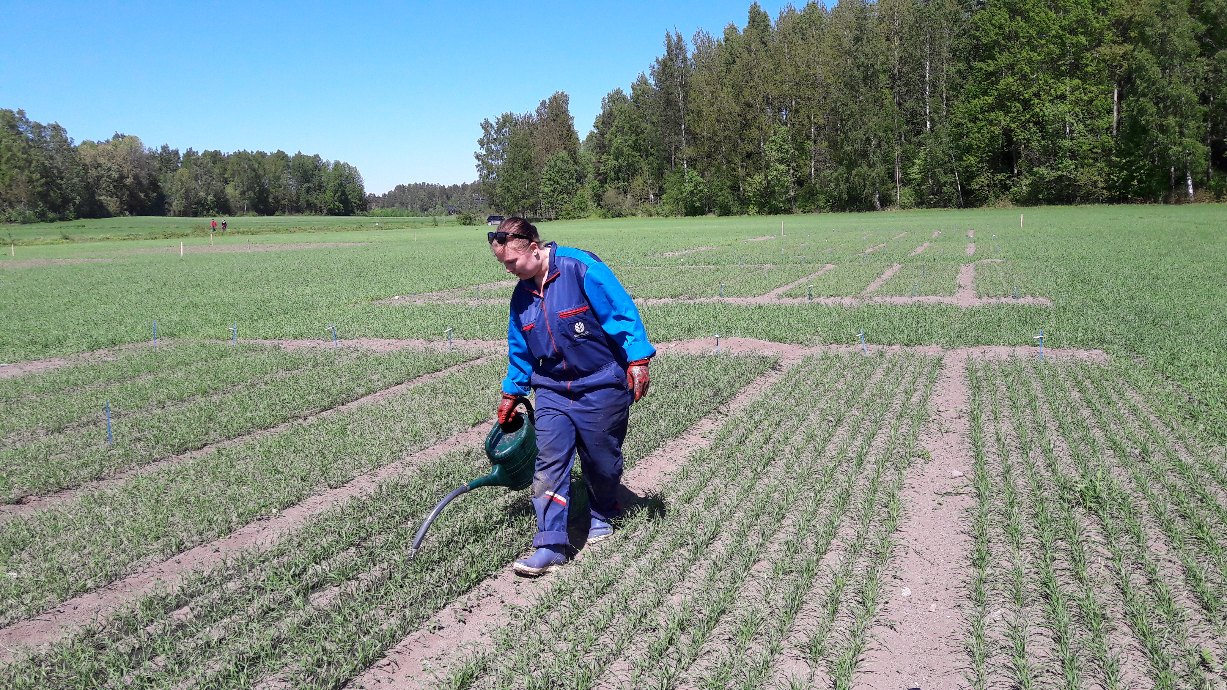 Lietteenlevityskuva_2017_Yrjola_Karoliina