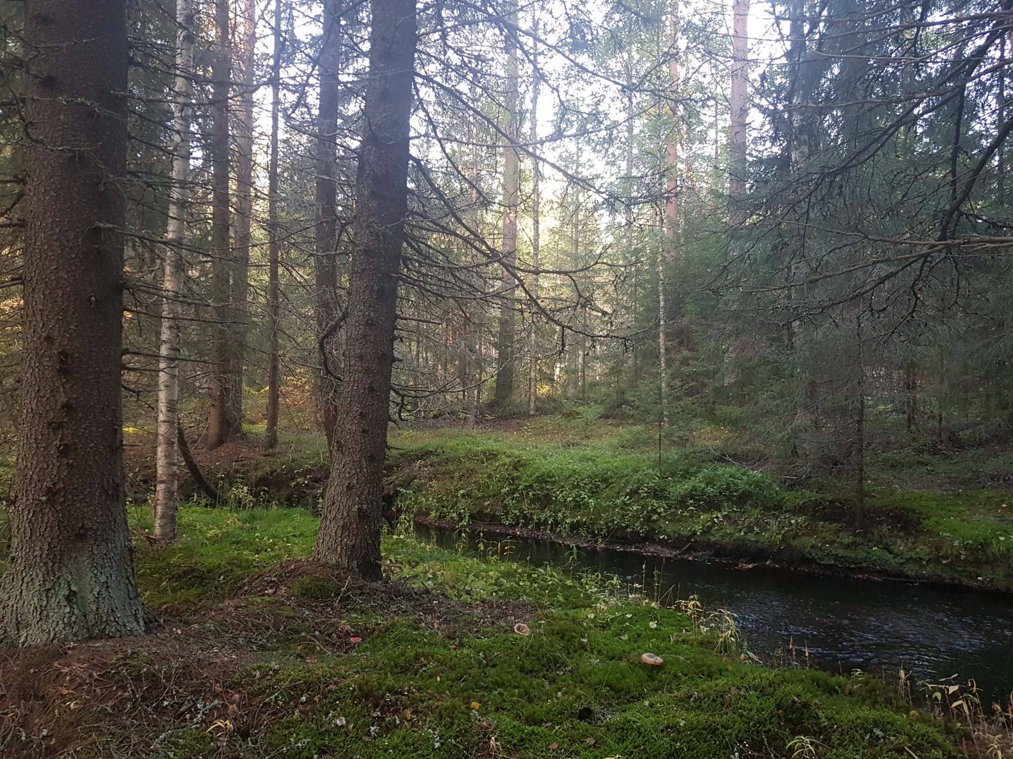 Etelä_Suomen valtion metsää.jpg