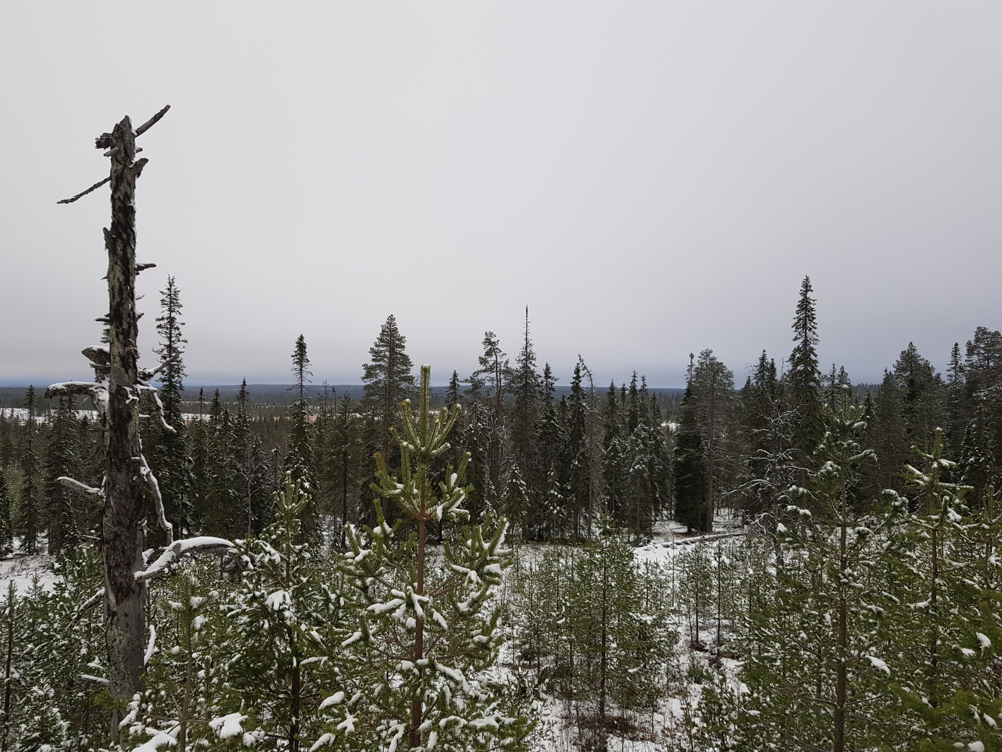 Valtion metsää Kuusamossa.jpg